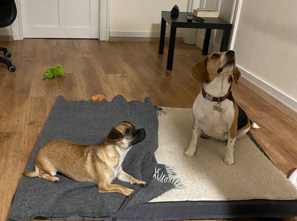 deux chiens allongés sur un matelas un assis et un couché regardant avec des jouets autour