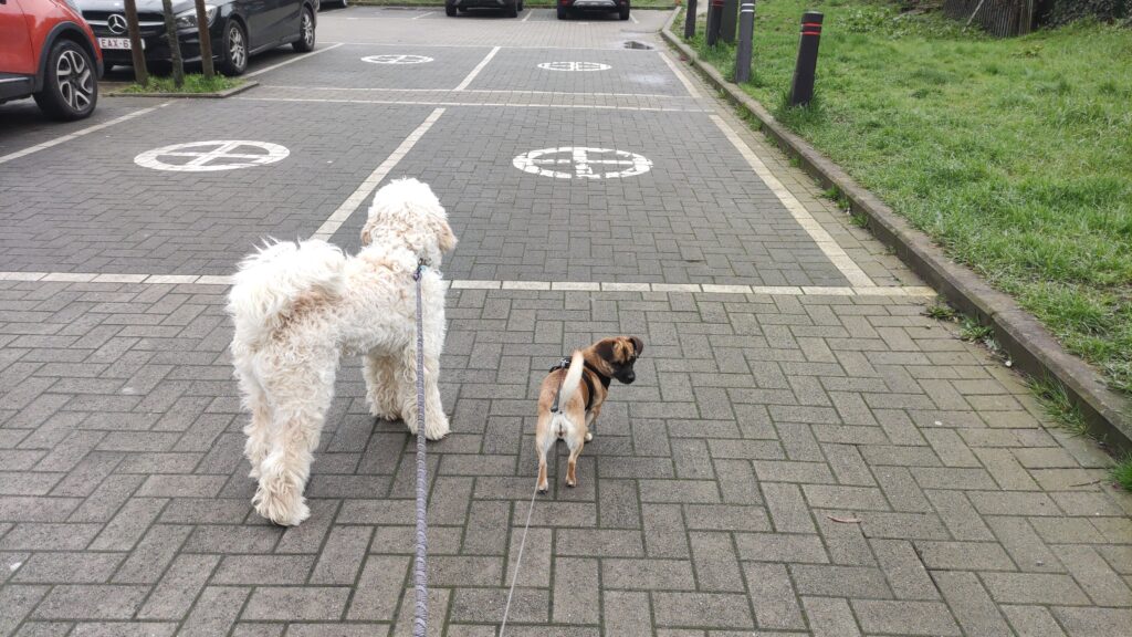 Photo de deux chiens marchant