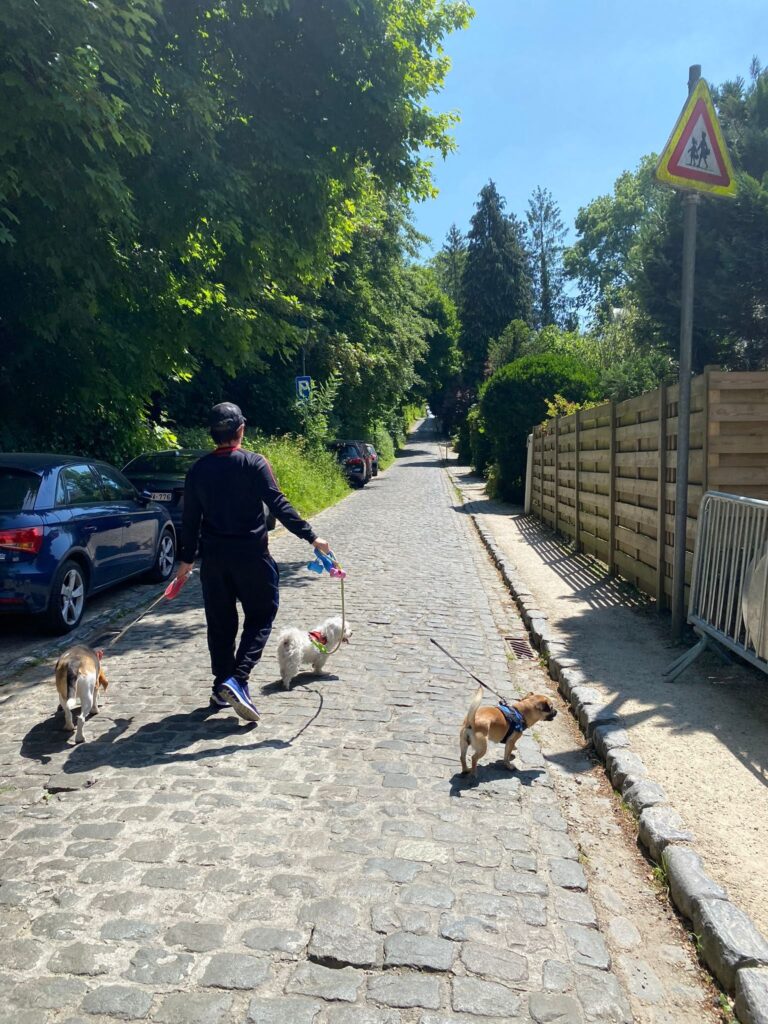 Promenade de chien