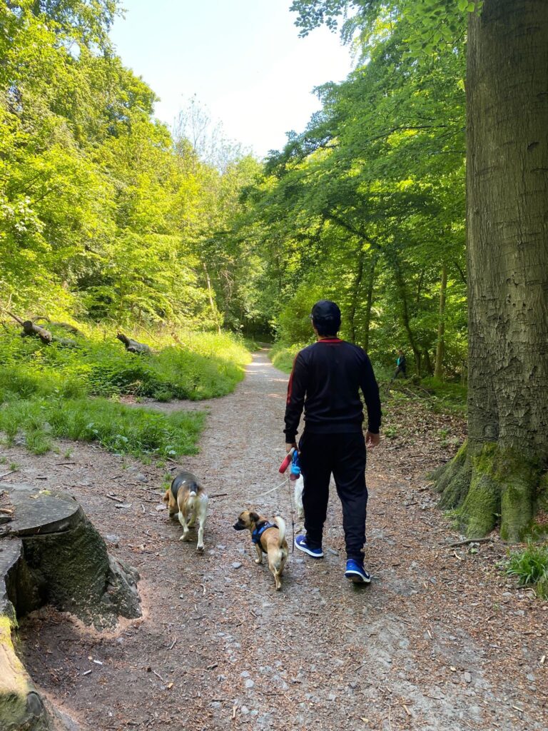 photo d'un gardien de chien expert marchant avec des chiens dans les bois