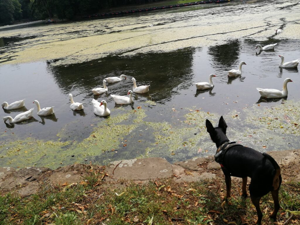 Photo d'un chien regardant le lac