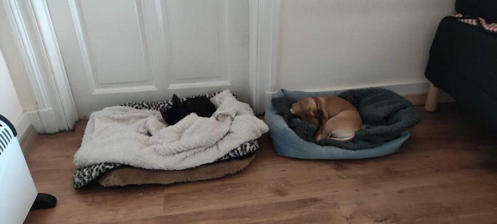 deux chiens dormant dans leur lit