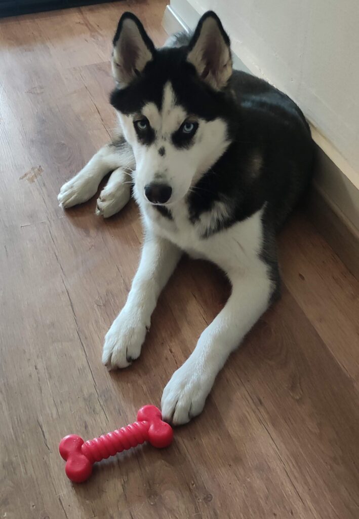 un chien husky sibérien couché avec son jouet