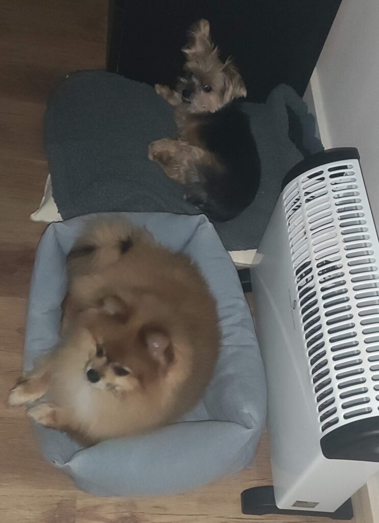 Max et Pomerania, séjour en pension de chiens